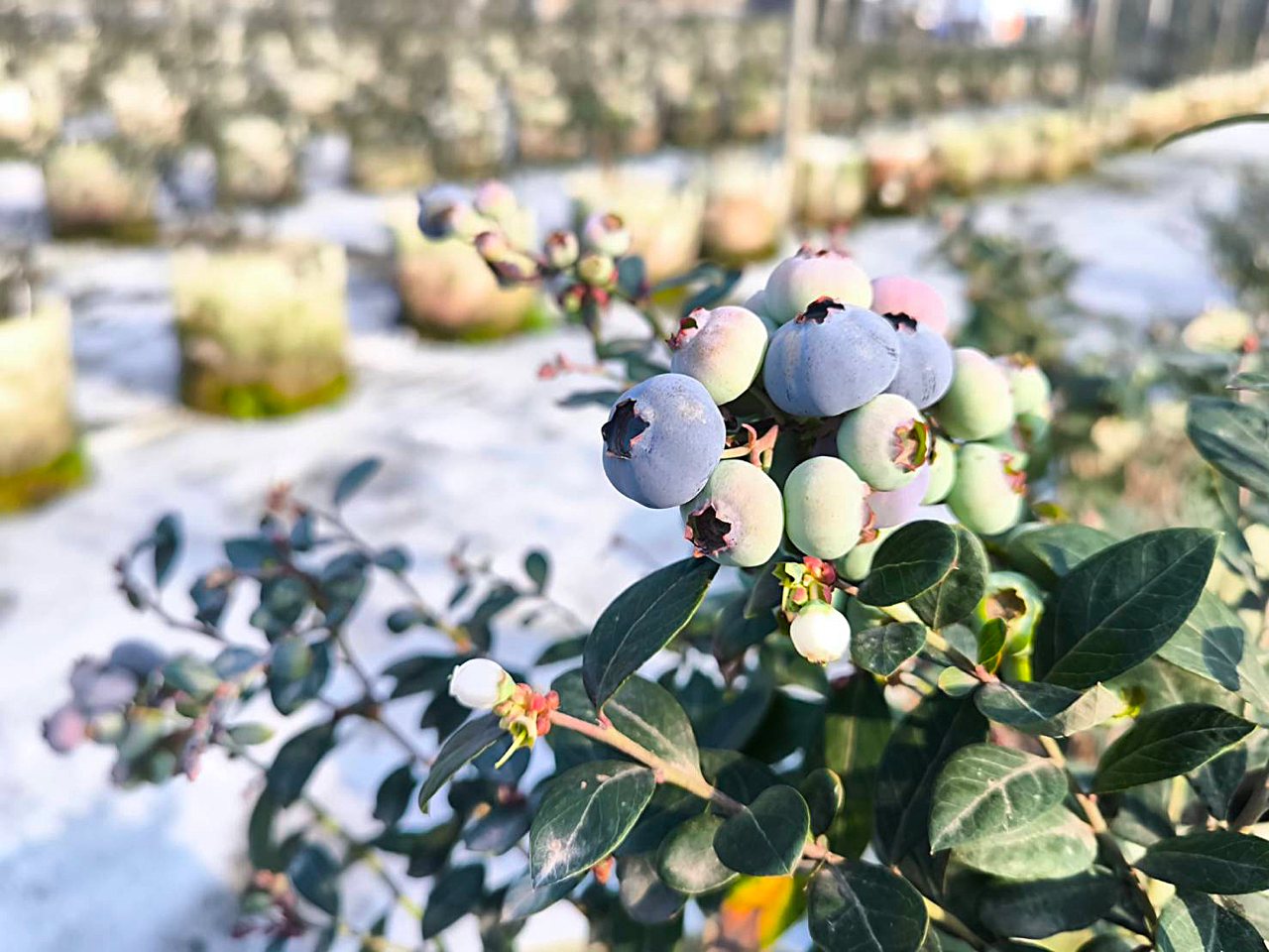 藍莓熱潮攀升，進口藍莓一年17億，國產藍莓供不應求，農友組成合作社打團體戰's story cover image