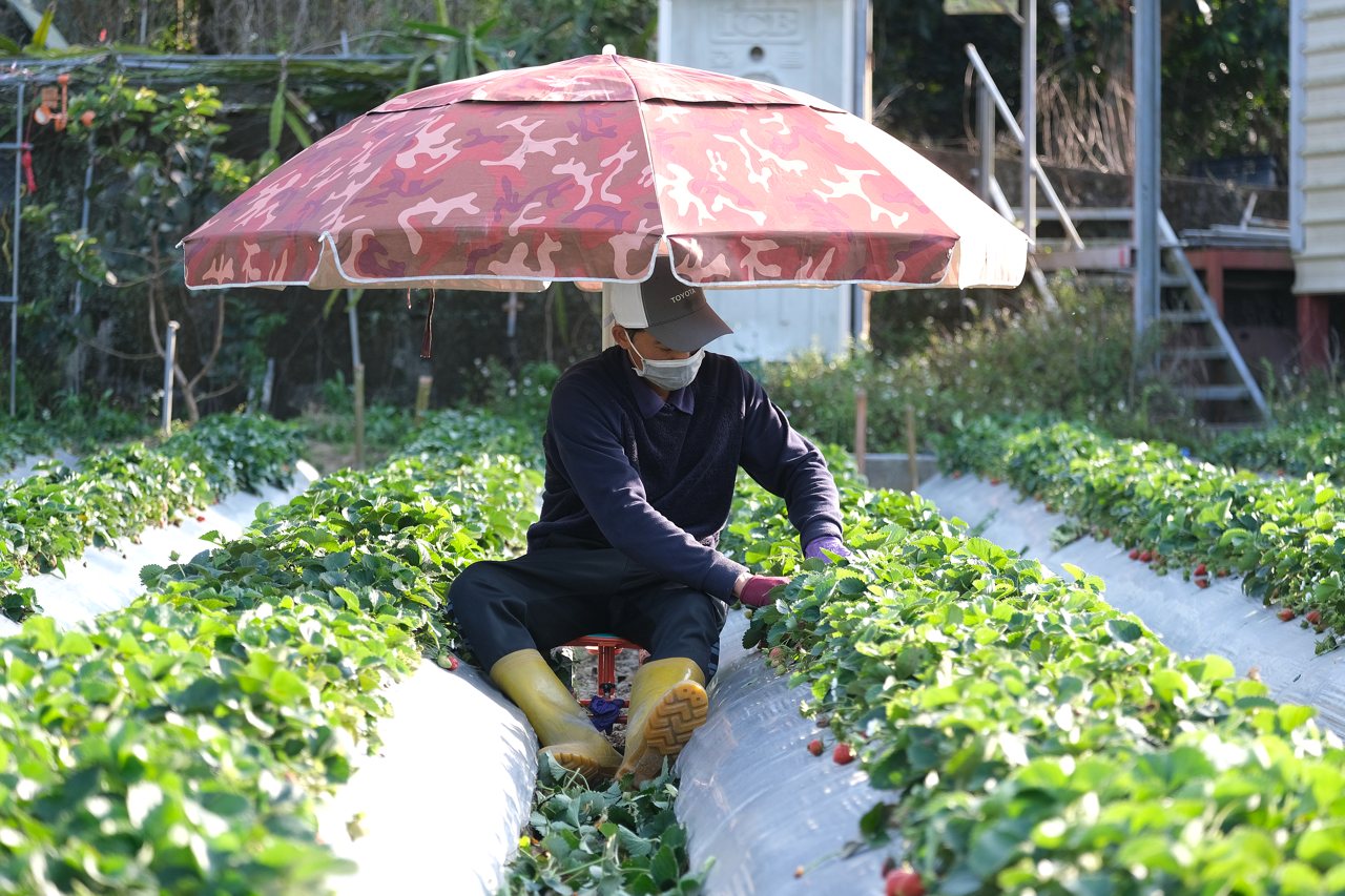 草莓也有地下越南老闆，紅線邊緣共生：大湖草莓產業的農民、移工與盤商's story cover image