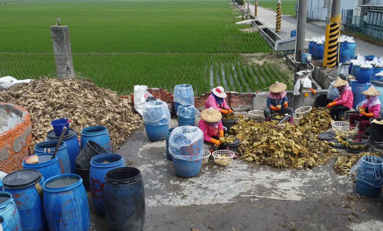 污染土壤的酸菜廢水，轉變成文蛤救星，雲林縣攜手台大團隊，化廢水為珍寶