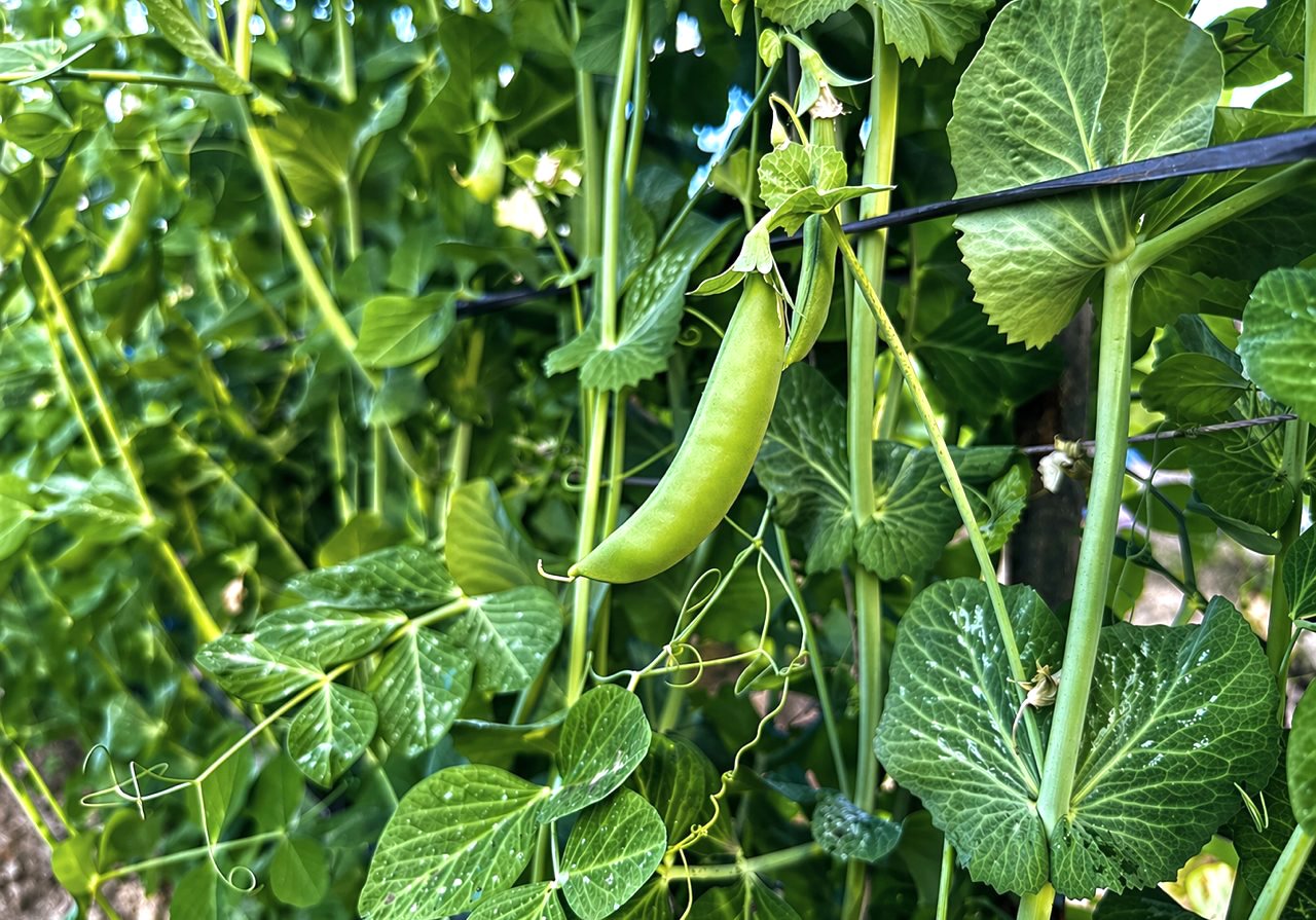 甜豆解密》甜豆不是變胖的荷蘭豆，真的「越新鮮越甜」，如何挑選要看「背」's OG Image