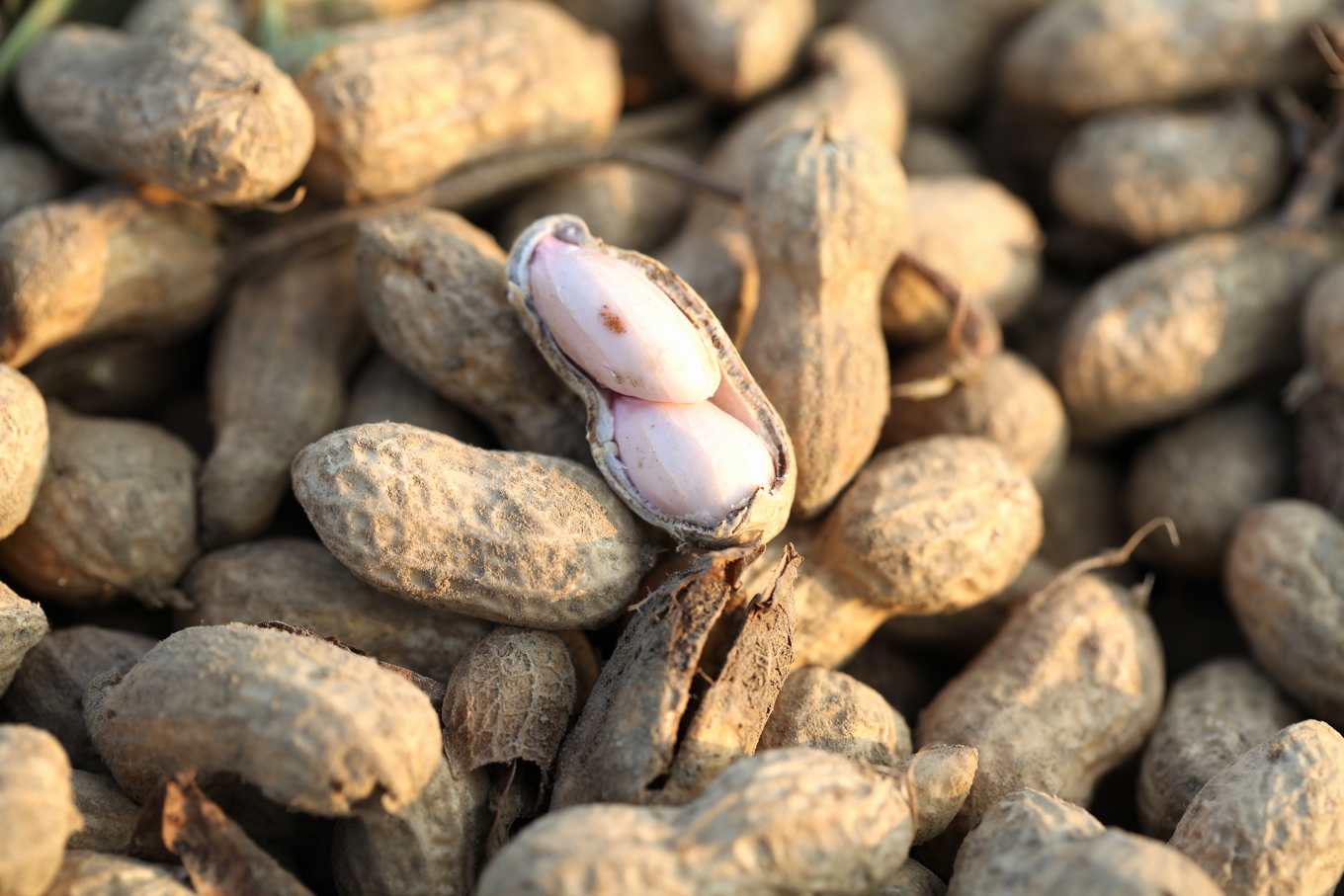 美國花生零關稅襲台，農業部：兩、三成花生農恐退場，產地批政府黑箱怠惰's OG Image