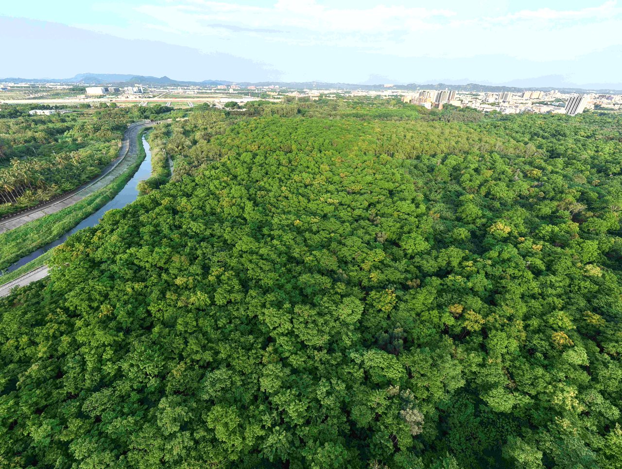 砍舊林造新林？總統宣示都市造林，橋頭糖廠百頃森林卻恐遭砍伐，4千民眾連署搶救's story cover image
