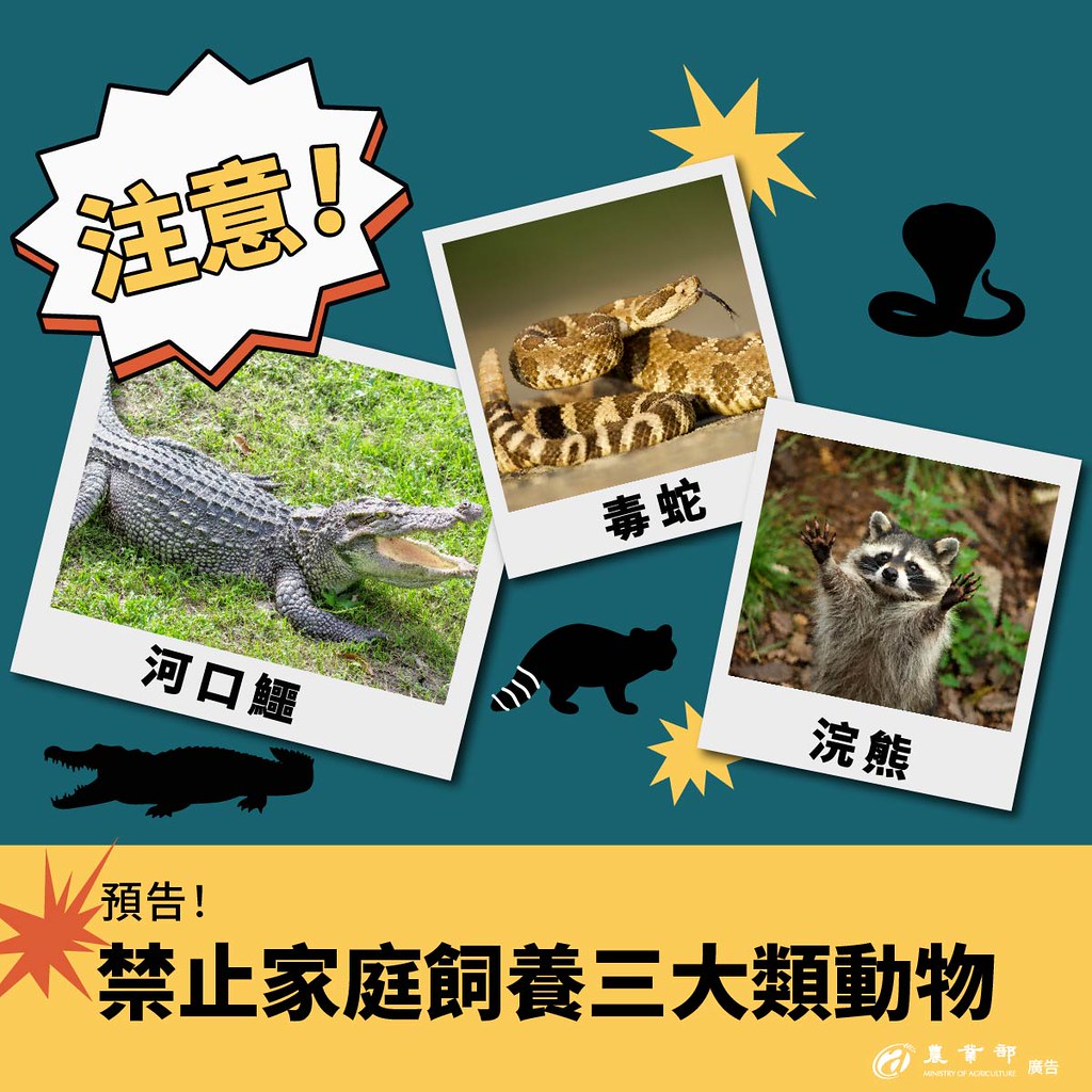 禁養名單新增641種動物 浣熊、毒蛇上榜 狐獴將列有條件飼養「灰名單」's OG Image