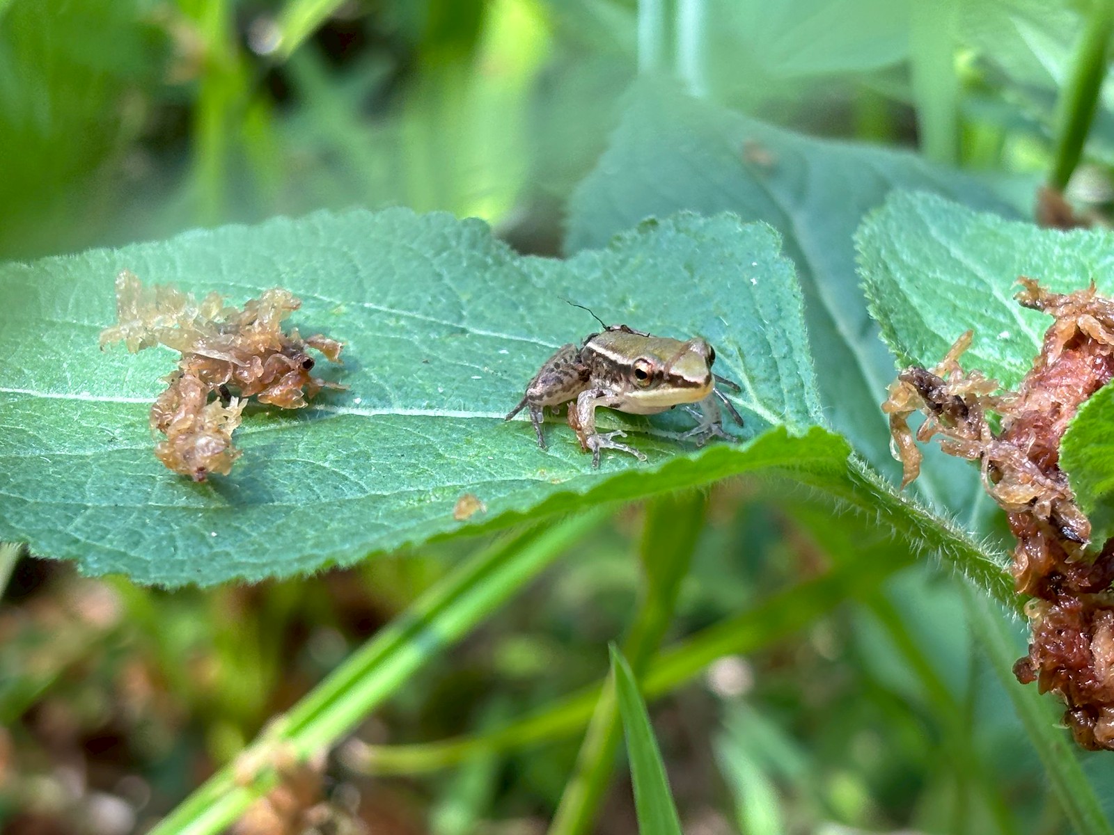 為台北赤蛙守護棲地 阿里磅農場與林保署簽署合作意向書's OG Image