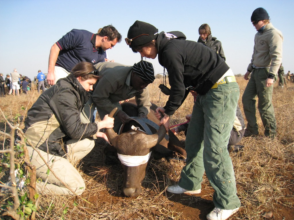 專訪野生動物獸醫師綦孟柔:把急診室留在野生動物身邊's OG Image