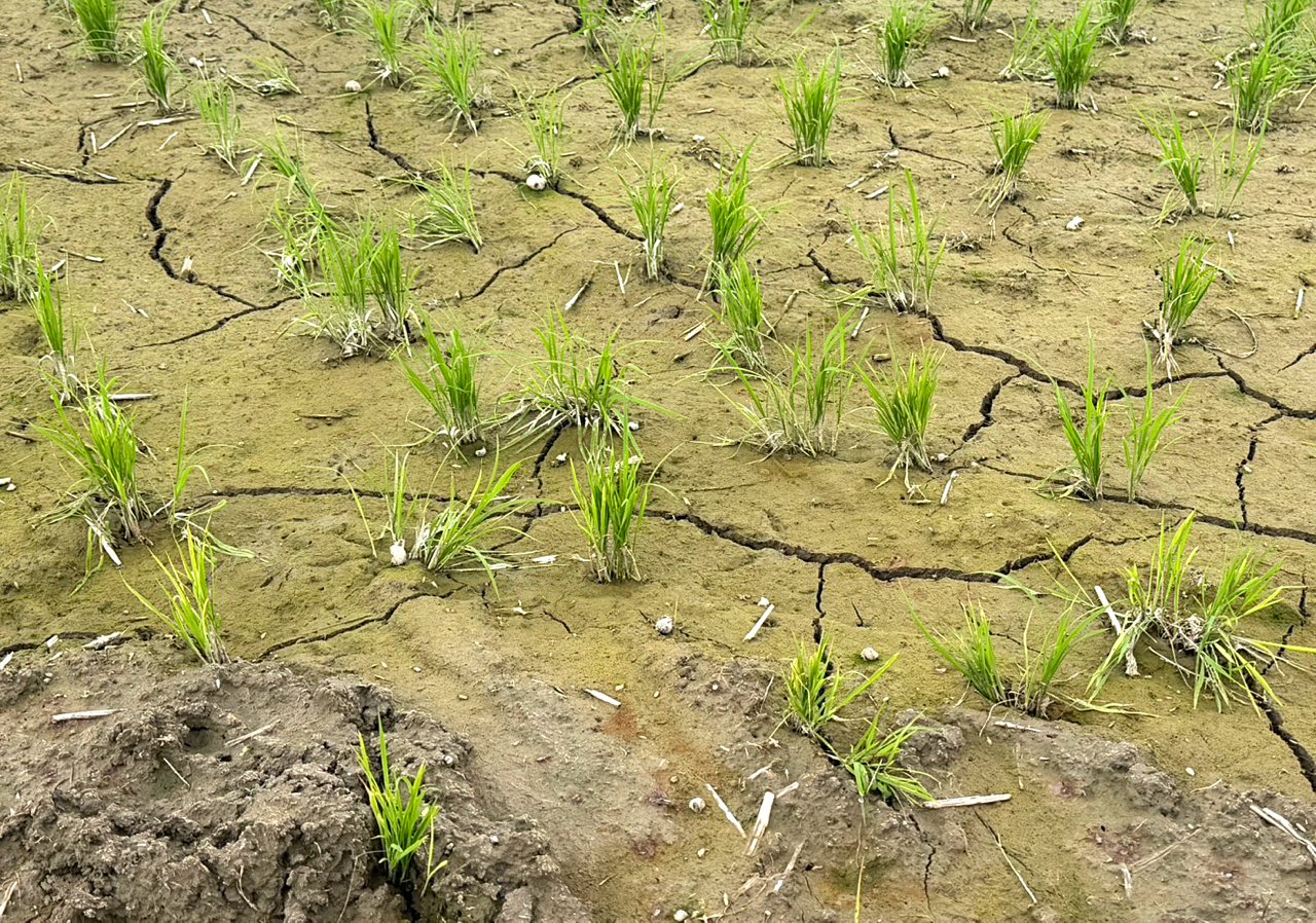 是節水壓力測試,或強制斷農水?新竹頭前溪稻田枯死危機,引發農工水權之爭's OG Image